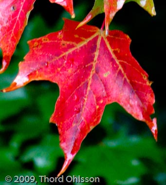 Acer saccharum